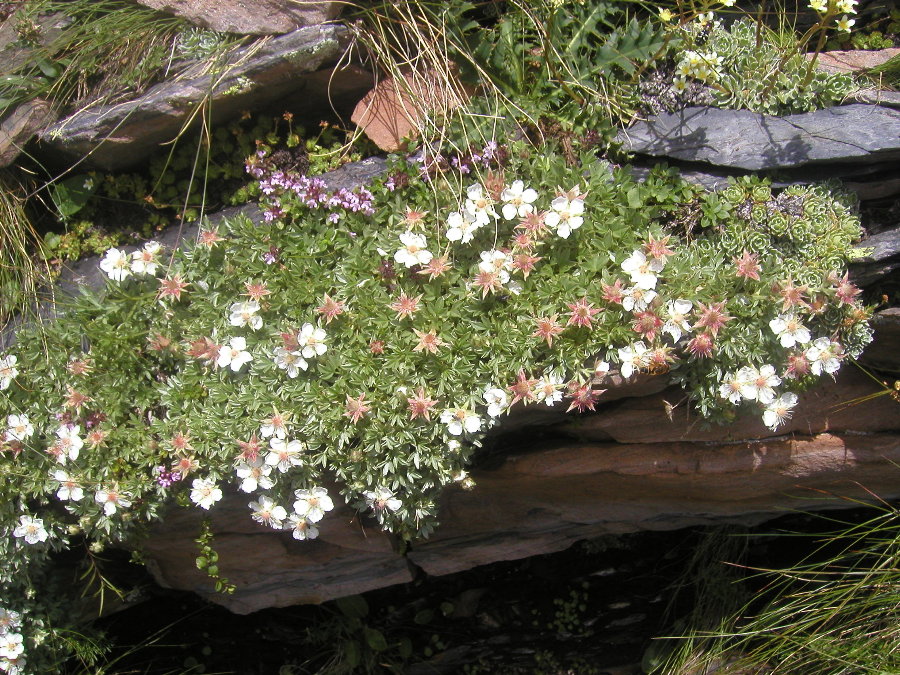 Potentilla nitida /  cinquefoglia delle Dolomiti